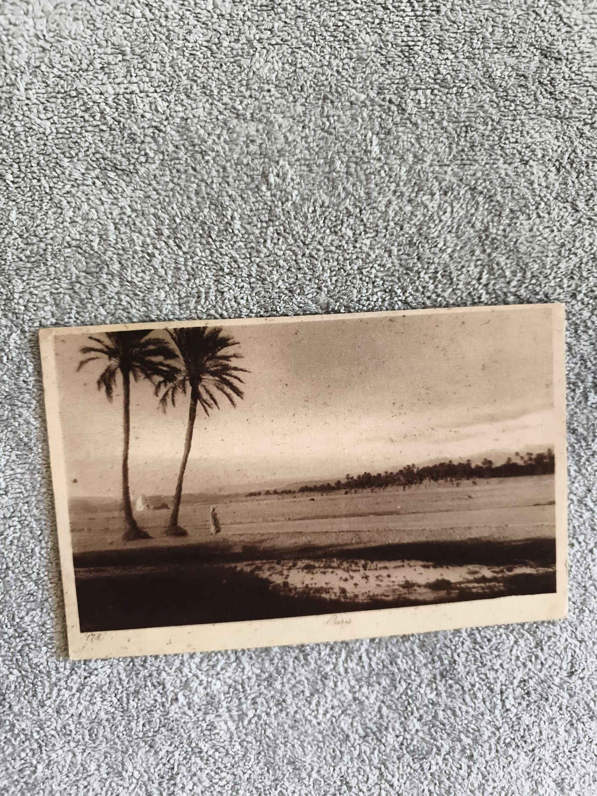 CPA photo ancienne paysage palmiers bord d’eau style début XXe
