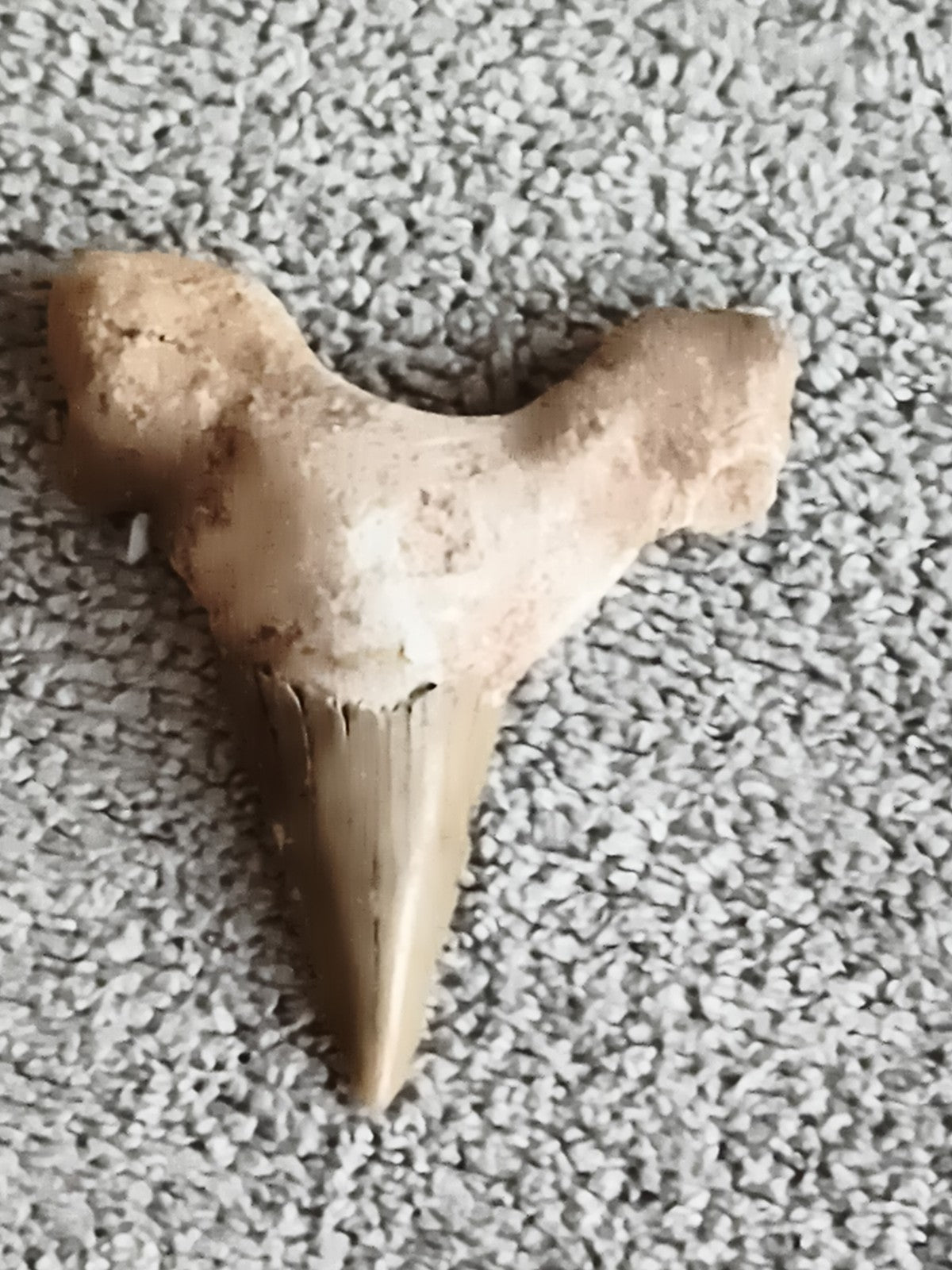 Fossile dent de requin triangulaire, couleur beige, spécimen naturel