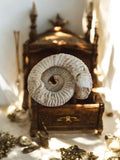 Ammonite fossile jurassique spirale beige – pièce naturelle décor minéraux