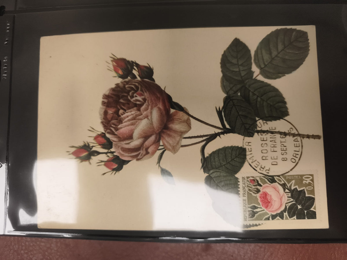 Carte postale FDC Rose de France Orléans 1965 timbre 0,30 philatélie fleur