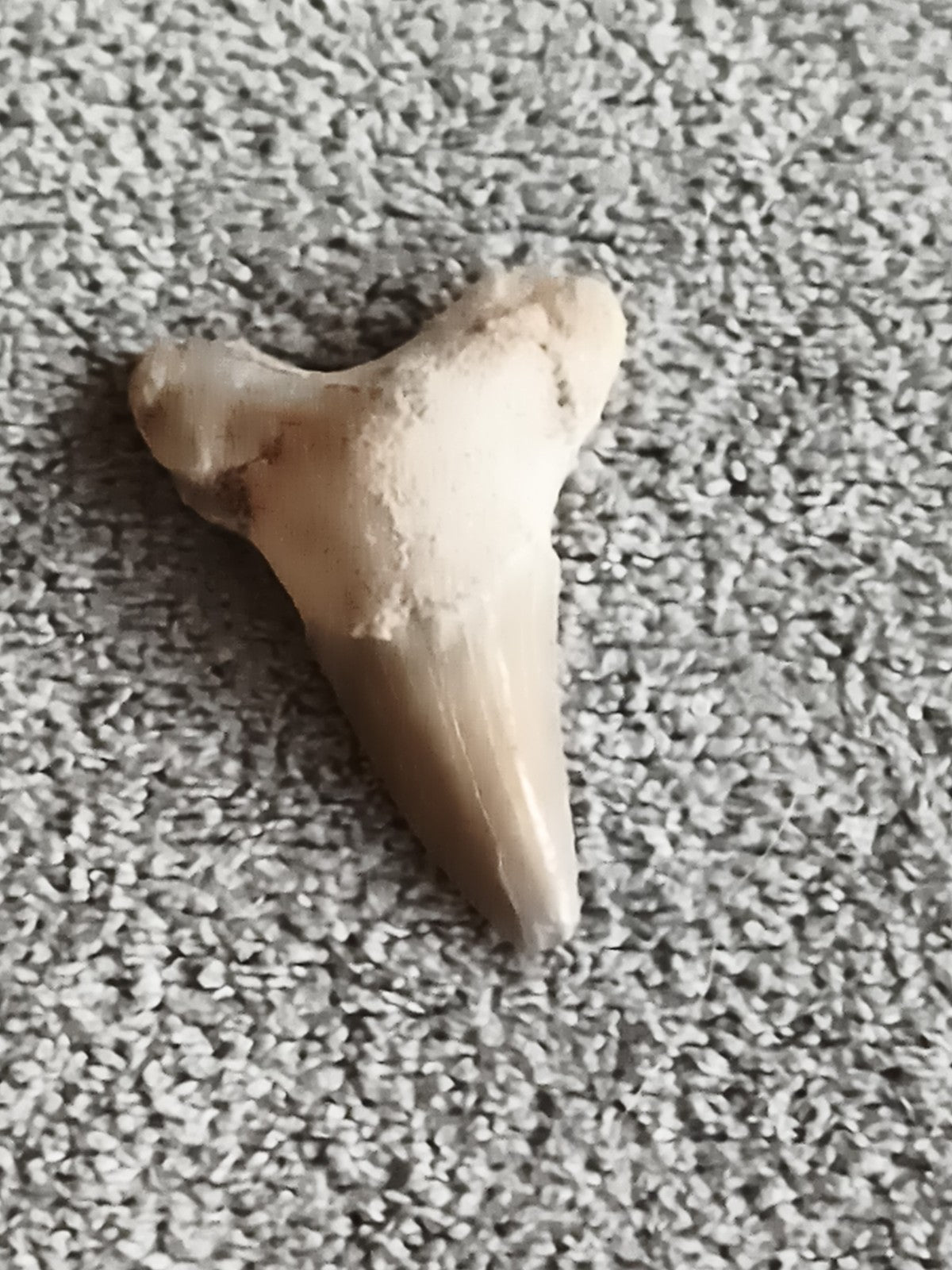 Fossile dent de requin triangulaire aspect beige gris sédiment