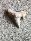 Fossile dent de requin aspect minéral beige gris, denture préhistorique