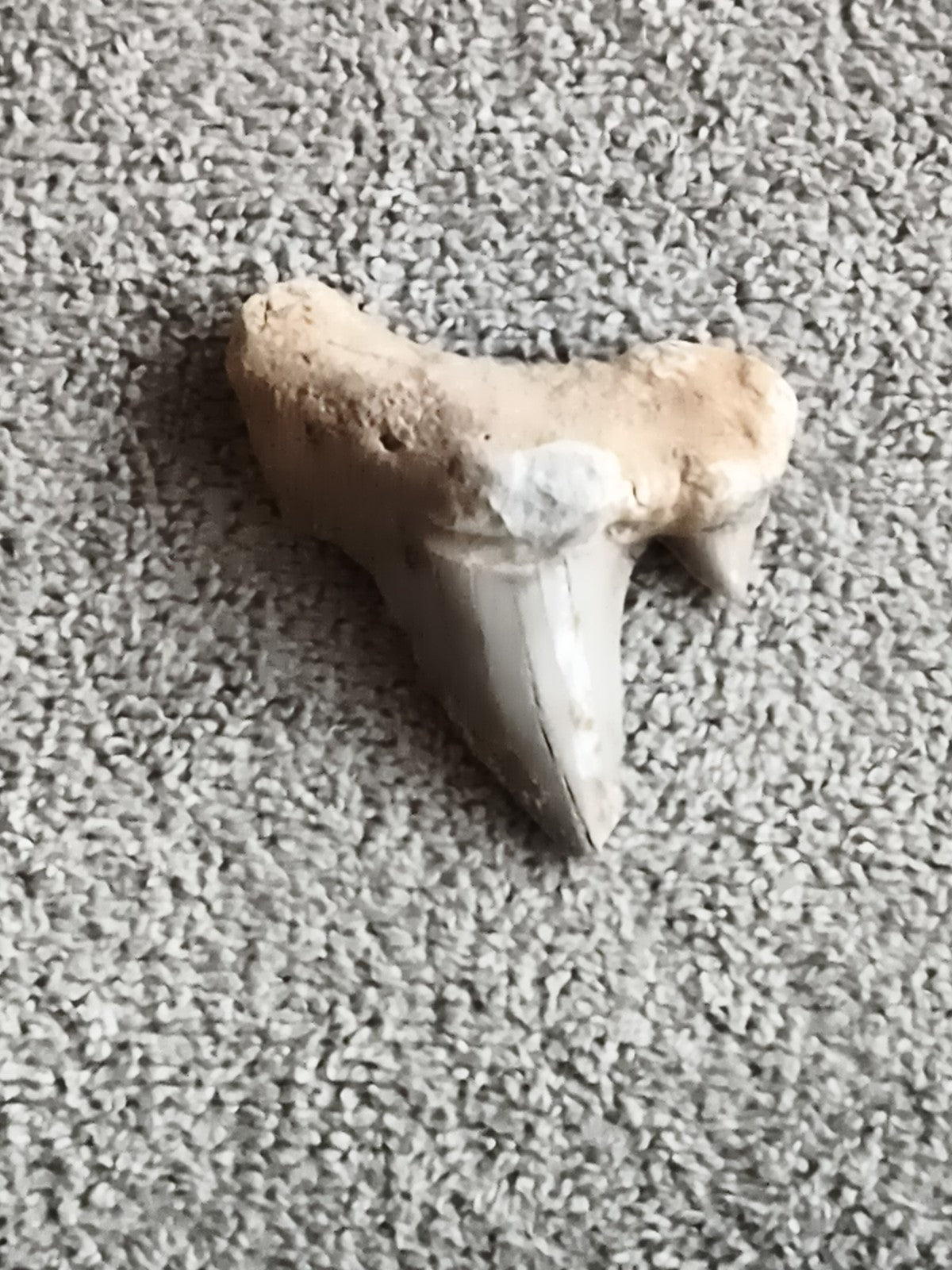 Fossile dent de requin aspect minéral beige gris, denture préhistorique