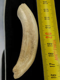 Ancienne dent de mammifère courbée taxidermie, curiosité vintage 20 cm