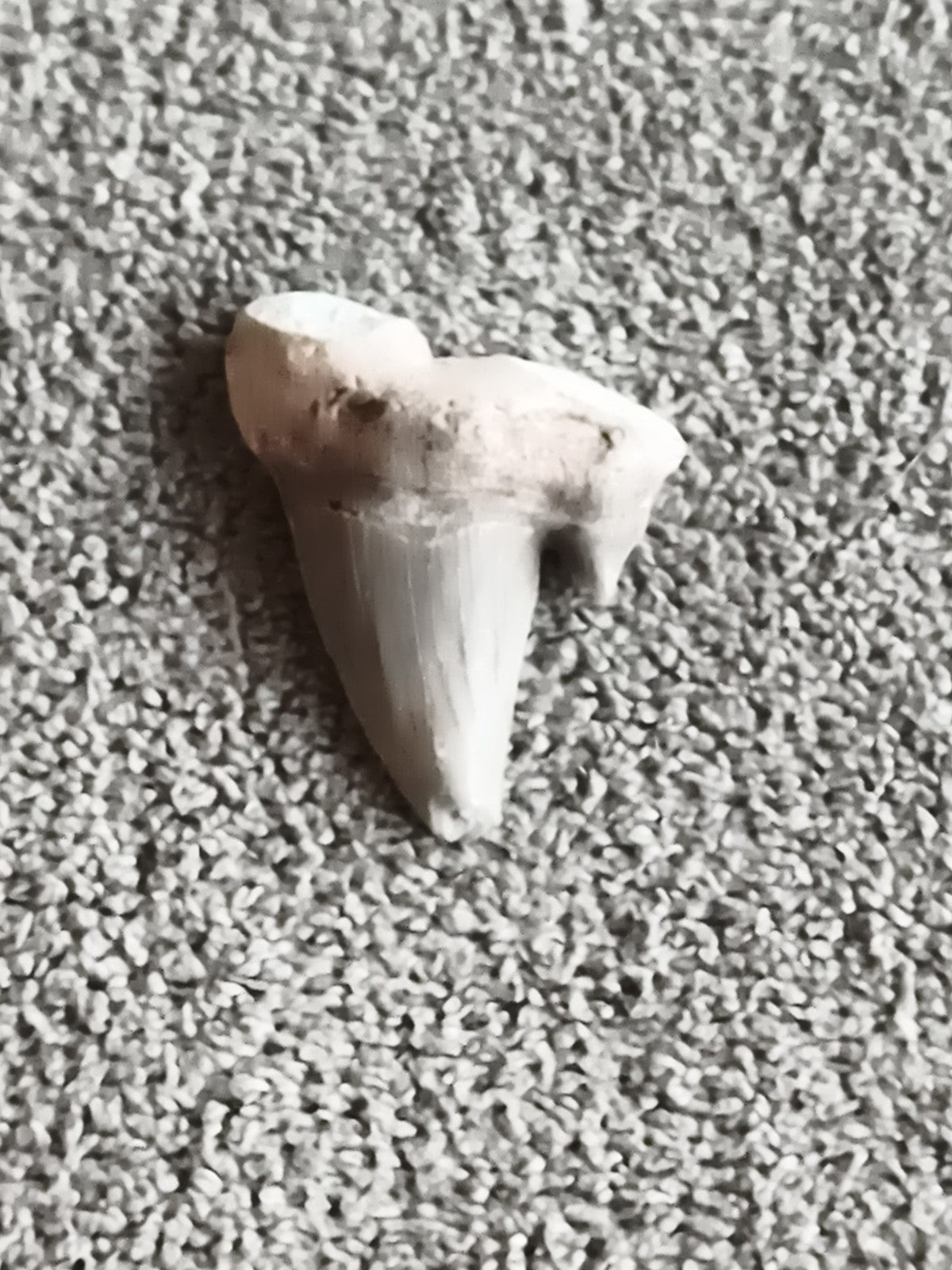 Fossile dent de requin authentique aspect naturel minéral paléontologie