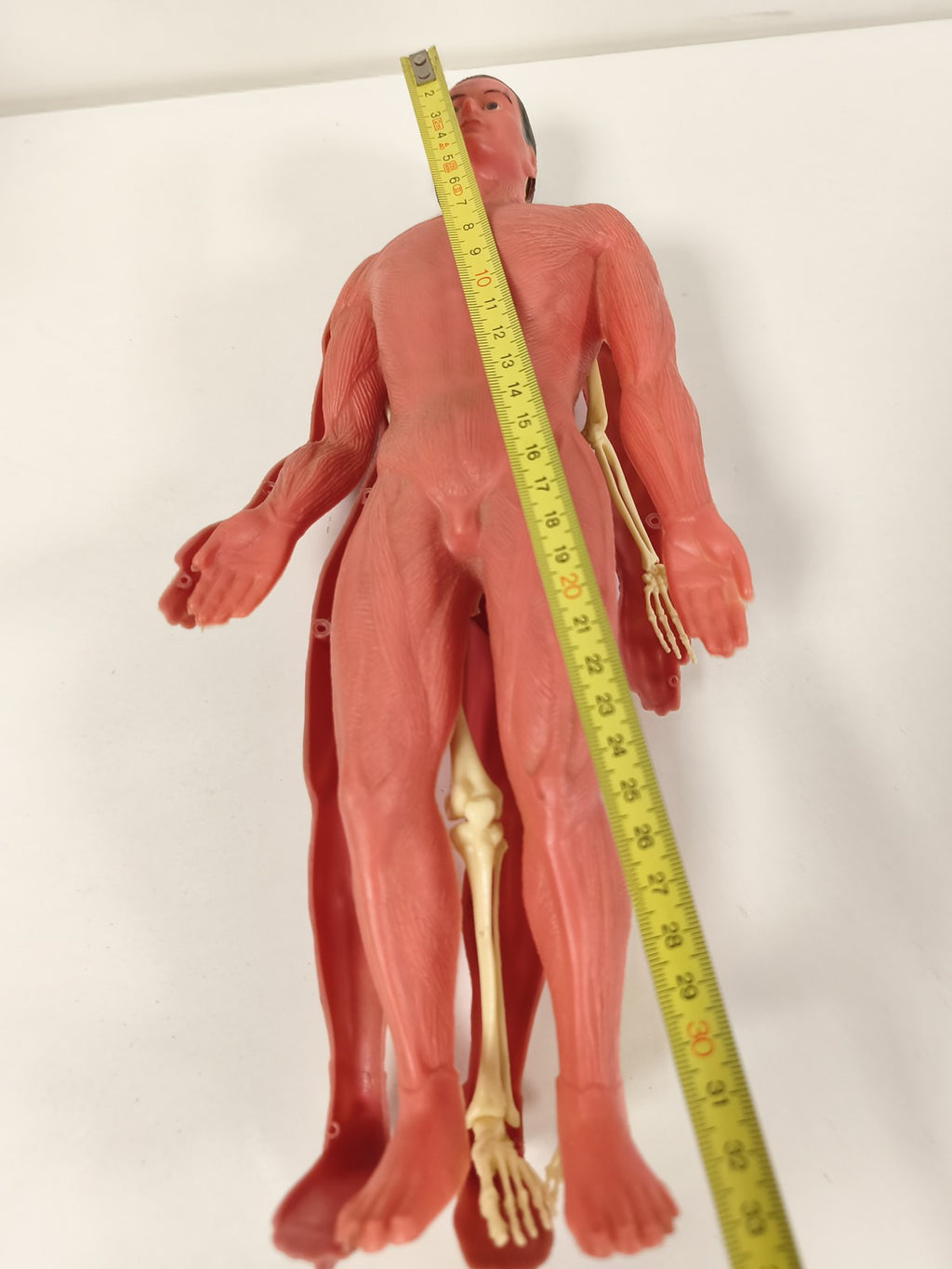Modèle anatomique humain articulé muscles et squelette, figurine pédagogique