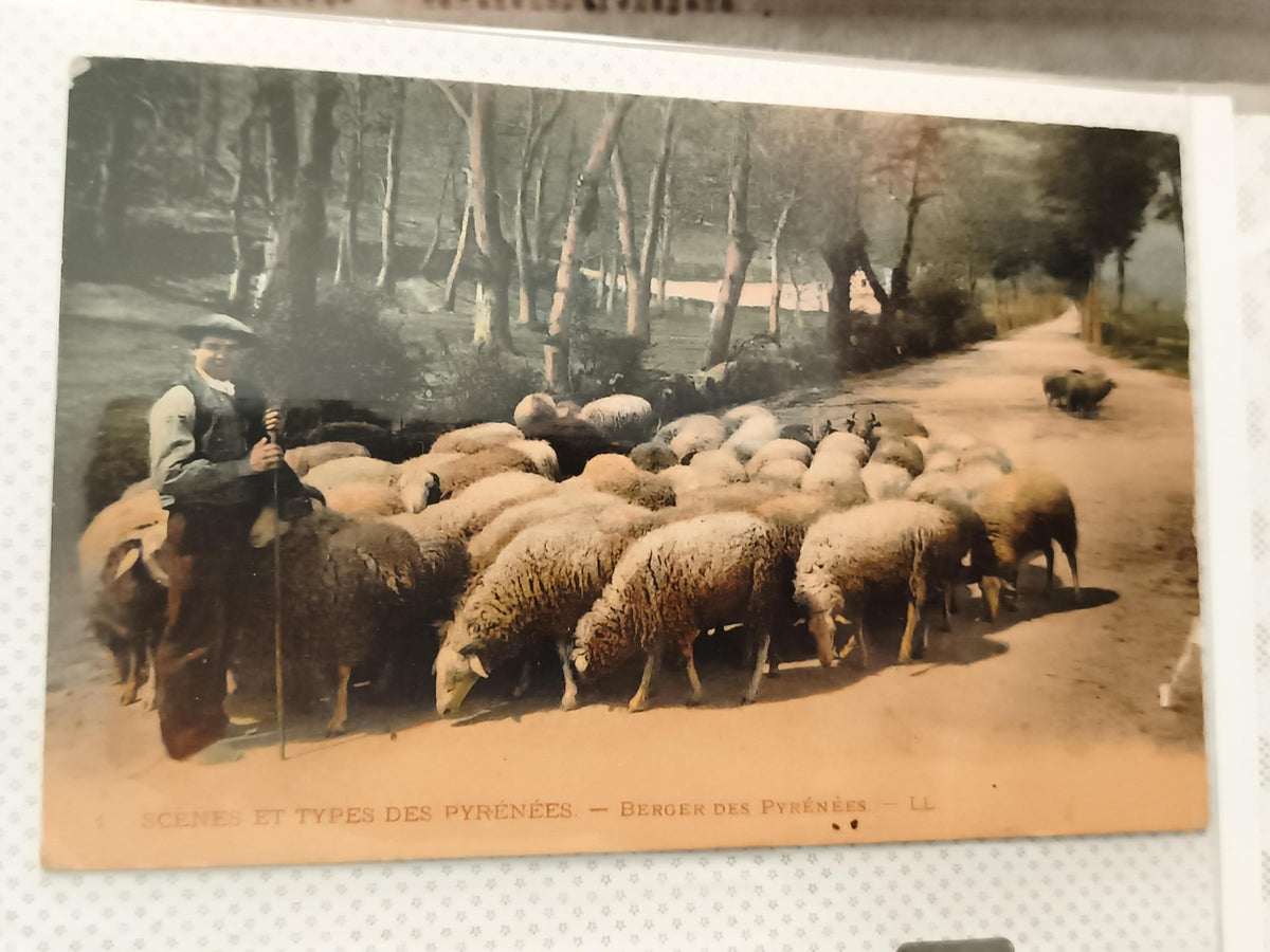 Carte postale ancienne Pyrénées berger troupeau moutons LL vintage CPA