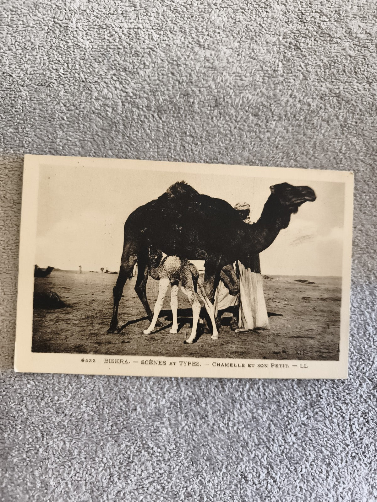 CPA Biskra Scènes et Types chamelle et petit LL carte photo Afrique