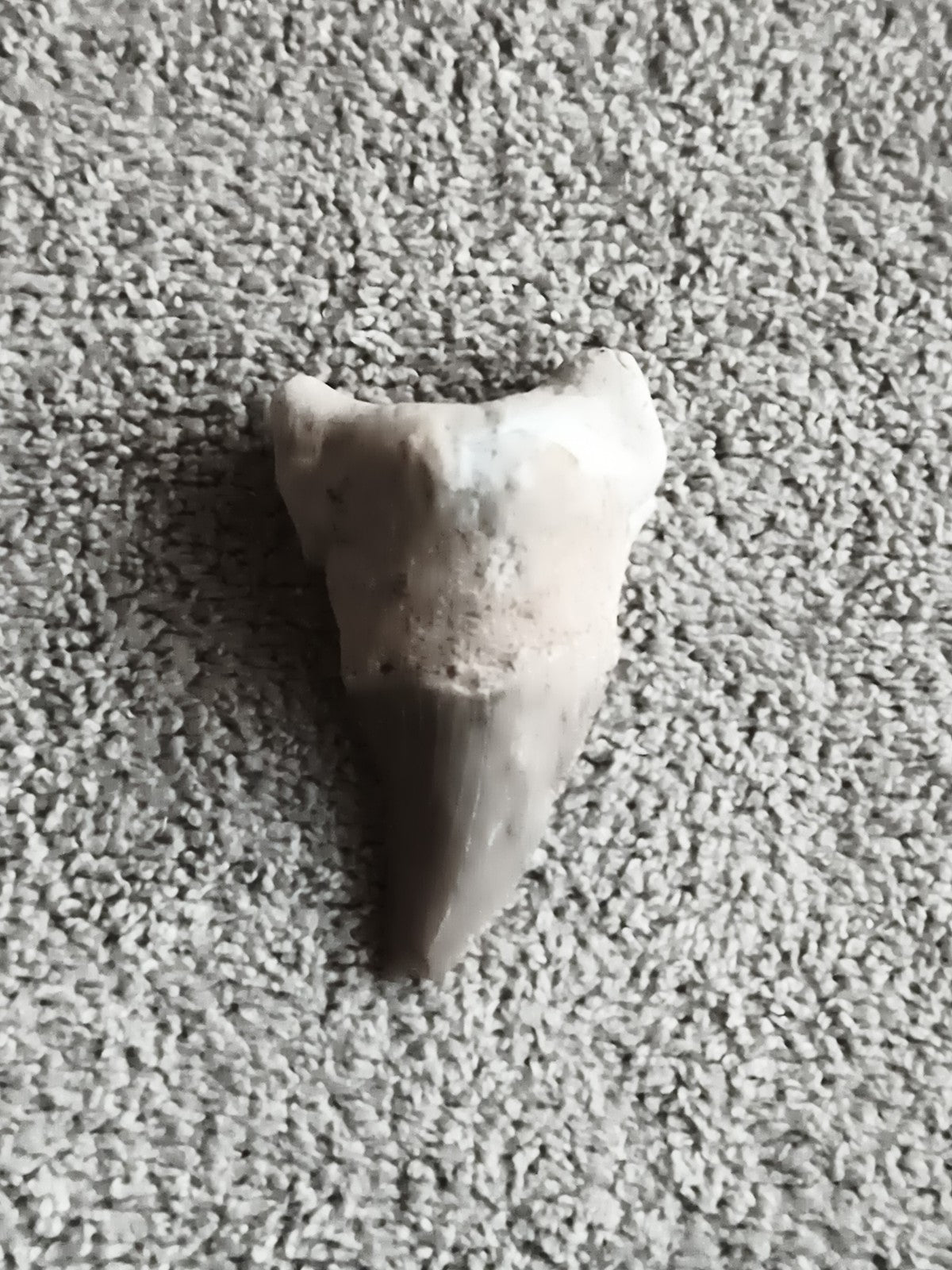 Fossile dent de requin grise aspect naturel minéral paléontologie