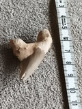 Fossile dent de requin aspect naturel beige gris, spécimen paléontologie