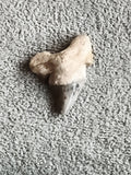 Fossile dent de requin grise et beige, spécimen naturel paleontologie