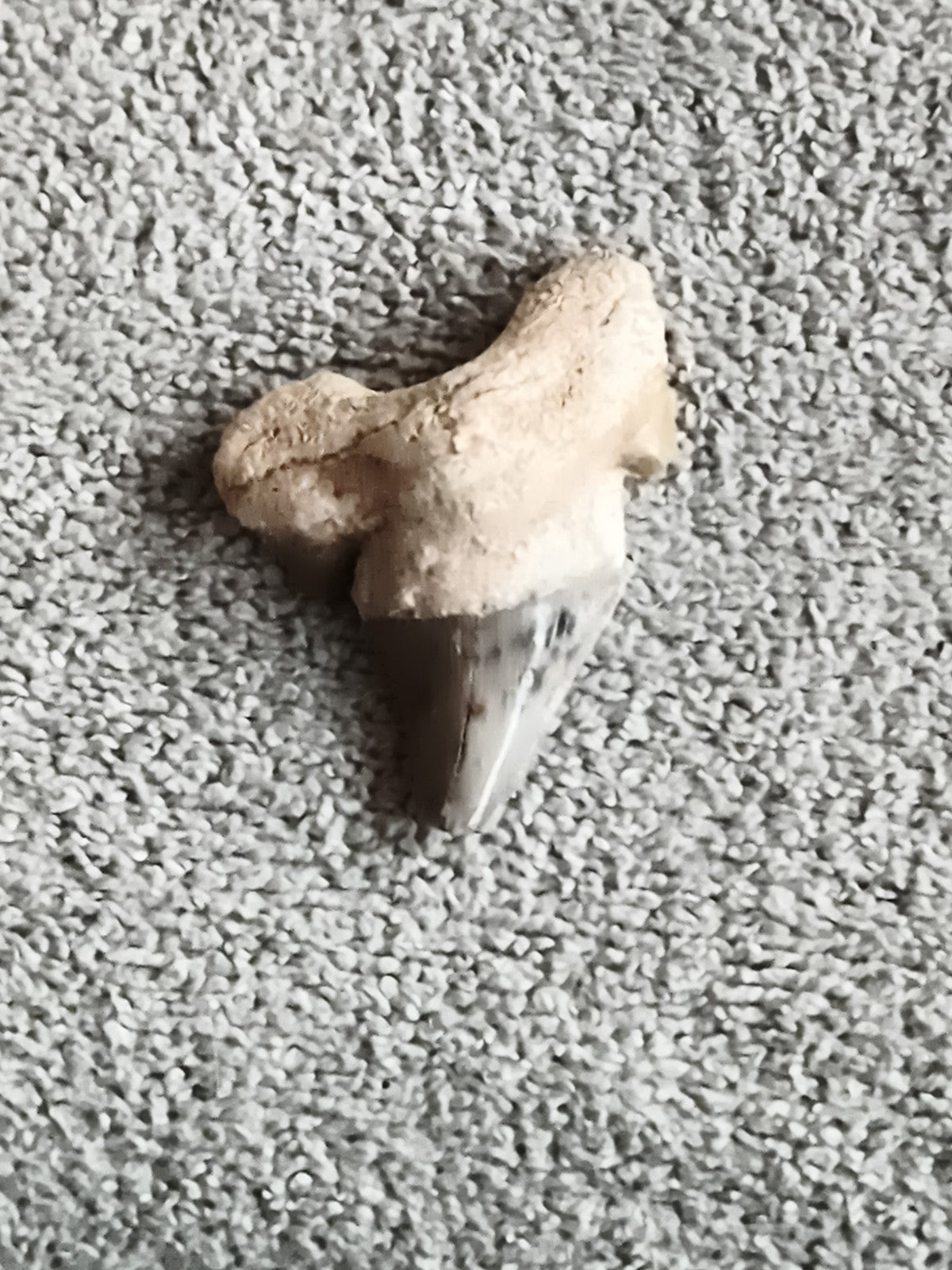Fossile dent de requin grise et beige, spécimen naturel paleontologie
