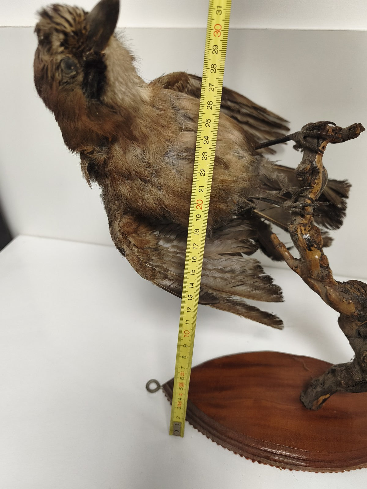 Taxidermie ancienne geai des chênes vintage oiseau naturalisé déco collection