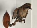 Taxidermie ancienne geai des chênes vintage oiseau naturalisé déco collection