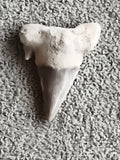 Dent fossile de requin grise aspect pierre, pointe triangulaire, fossile naturel
