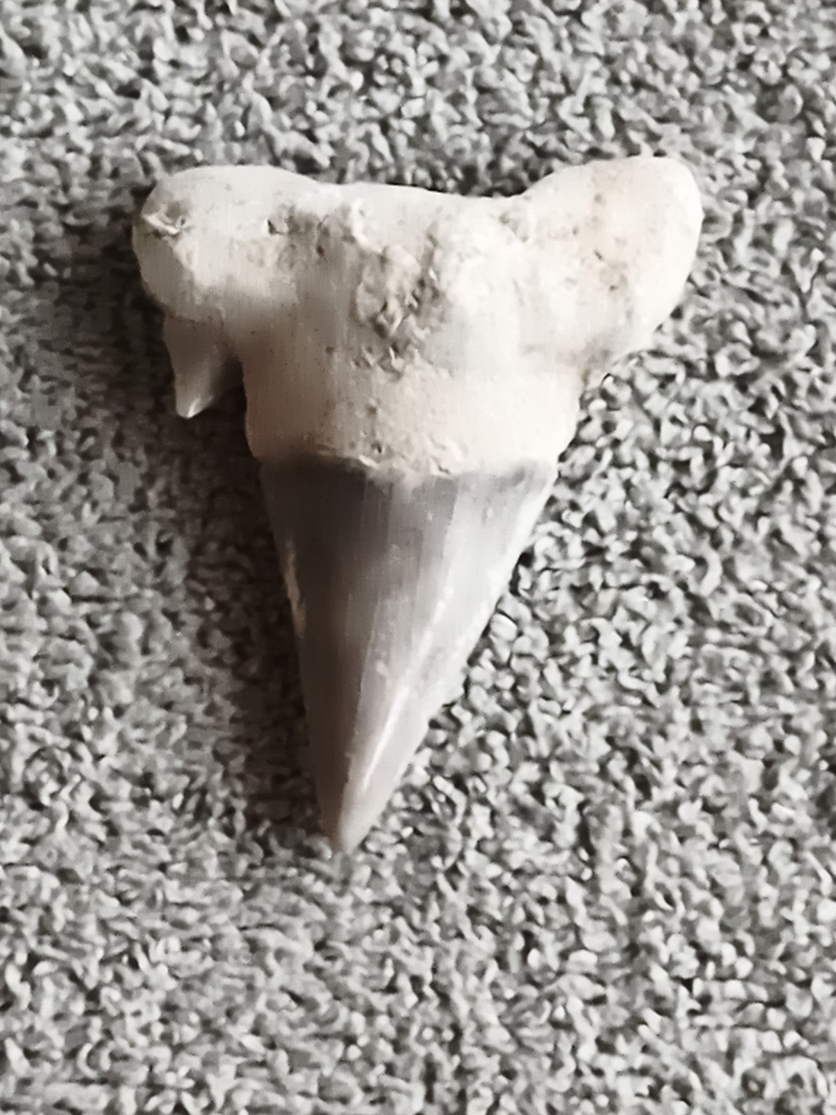 Dent fossile de requin grise aspect pierre, pointe triangulaire, fossile naturel