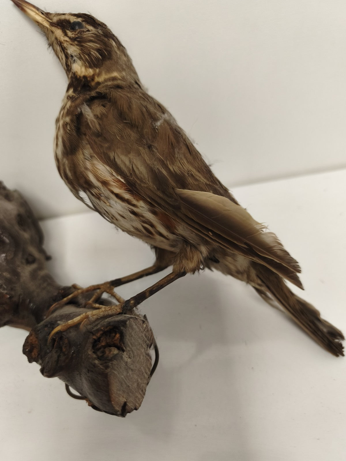 Taxidermie ancienne vintage grive mauvis naturalisée oiseau déco collection