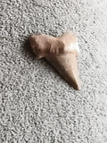 Dent fossile requin aspect beige brun fossile paleontologie