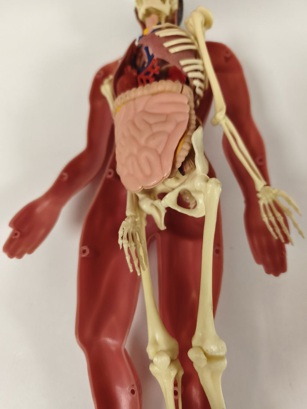 Modèle anatomique humain articulé muscles et squelette, figurine pédagogique