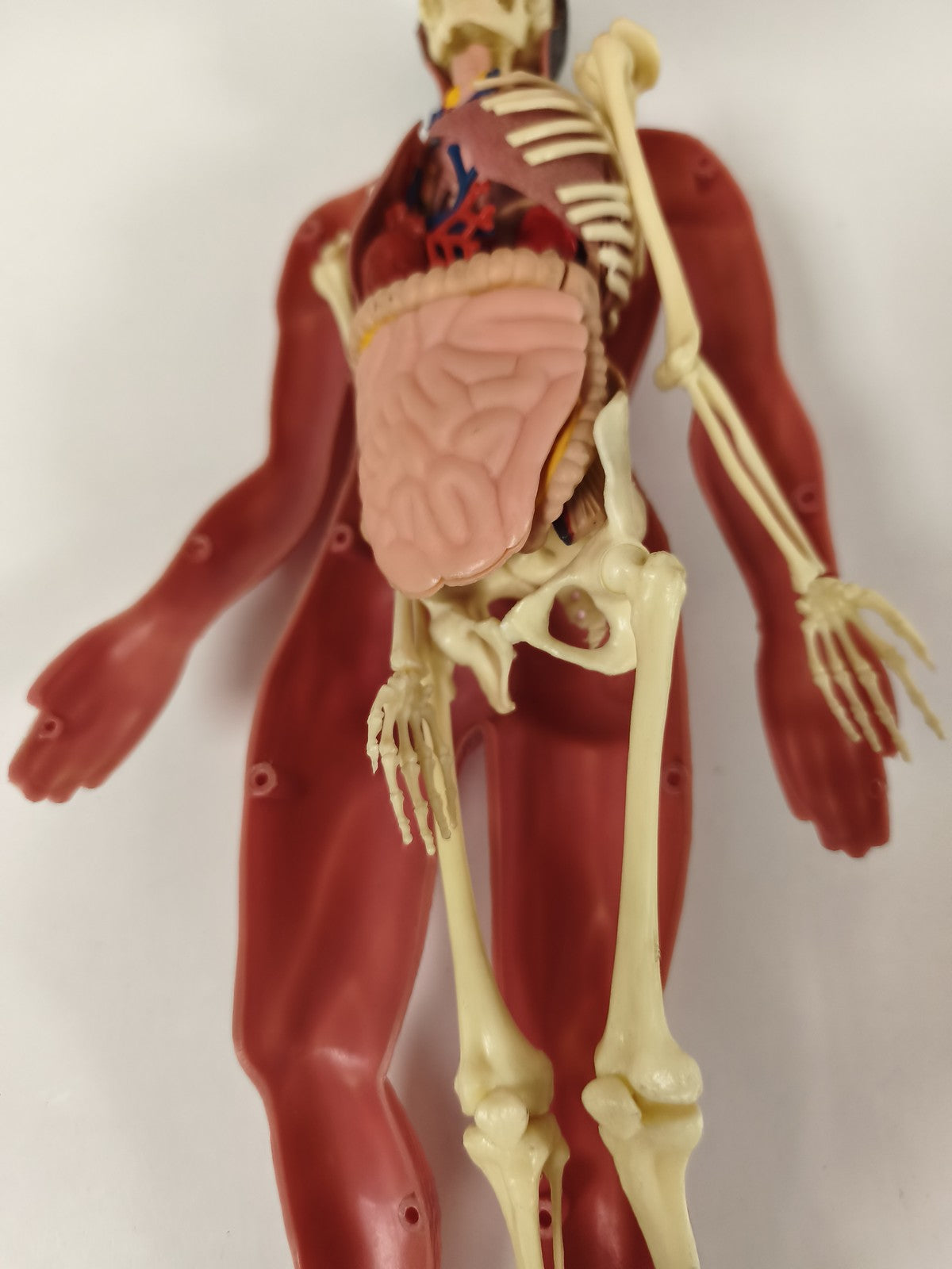 Modèle anatomique humain articulé muscles et squelette, figurine pédagogique