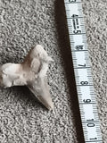Dent fossile de requin aspect beige, pointe triangulaire, fossile naturel