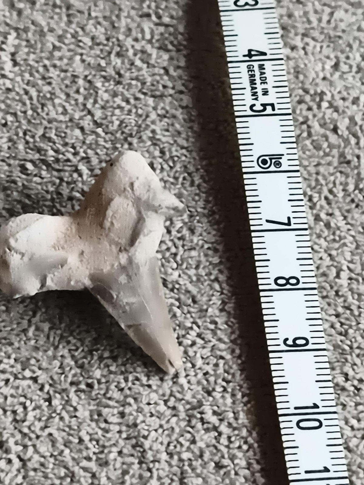 Dent fossile de requin aspect beige, pointe triangulaire, fossile naturel