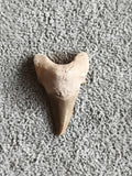 Fossile dent de requin triangulaire beige marron, pièce naturelle authentique