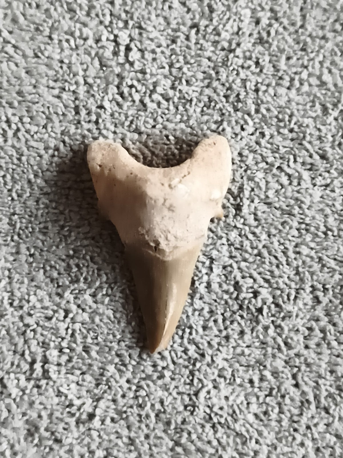Fossile dent de requin triangulaire beige marron, pièce naturelle authentique