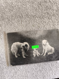 CPA Pyrénées chiens montagne photo ancienne noir et blanc famille canine