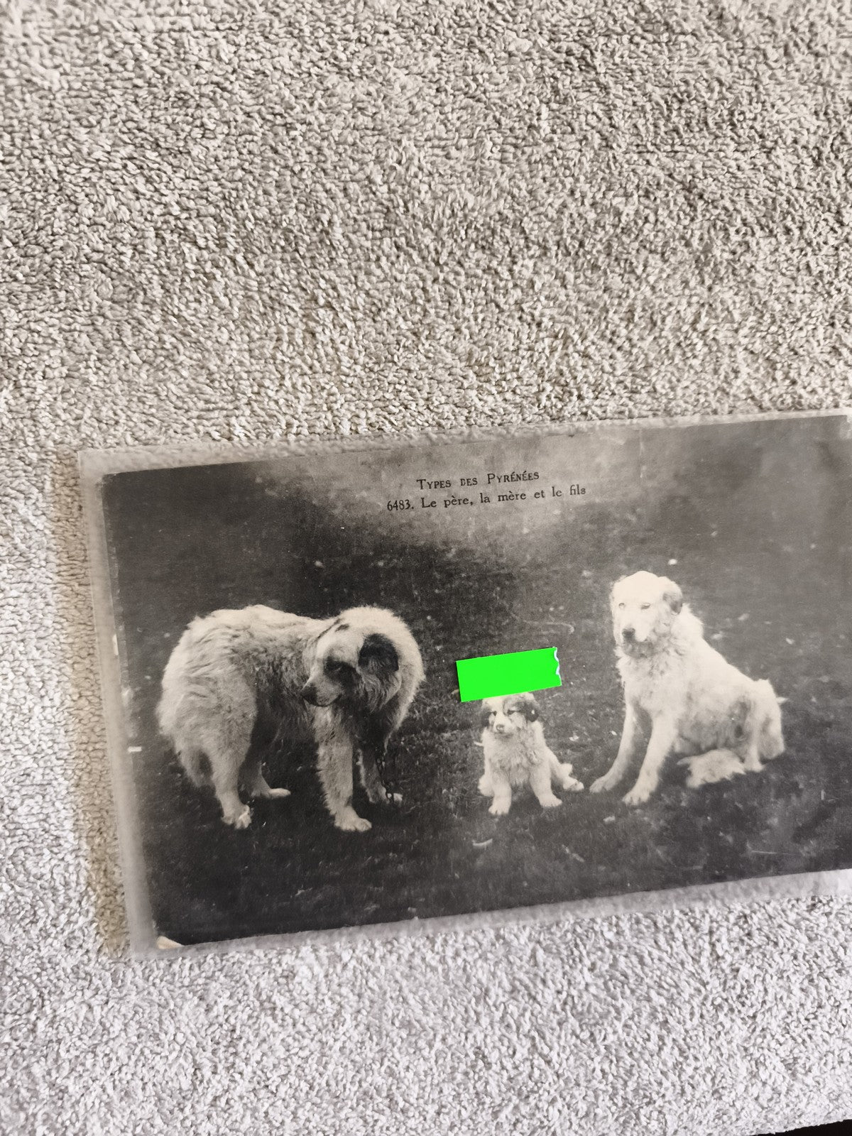 CPA Pyrénées chiens montagne photo ancienne noir et blanc famille canine