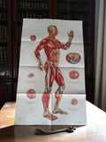 Affiche anatomique acupuncture vintage, planche murale médecine chinoise 65,5x10