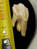 Dent ancienne de mammifère cabinet curiosités taxidermie vintage authenticité