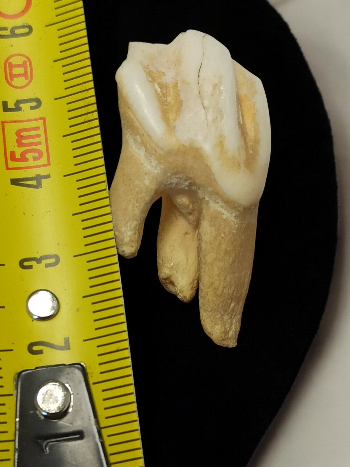 Dent ancienne de mammifère cabinet curiosités taxidermie vintage authenticité