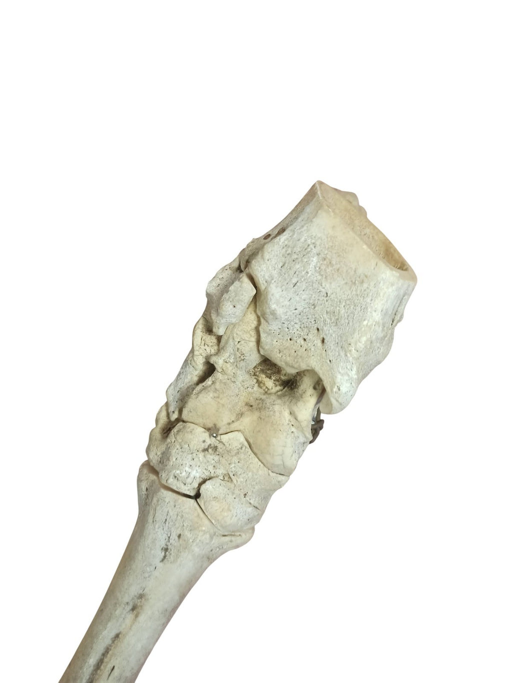 Segment de jambe squelette cheval ancien, os naturel taxidermie vintage curiosit