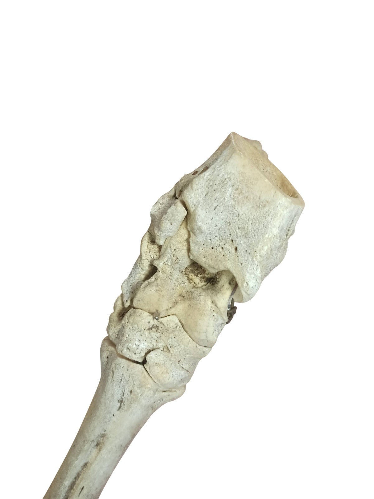 Segment de jambe squelette cheval ancien, os naturel taxidermie vintage curiosit