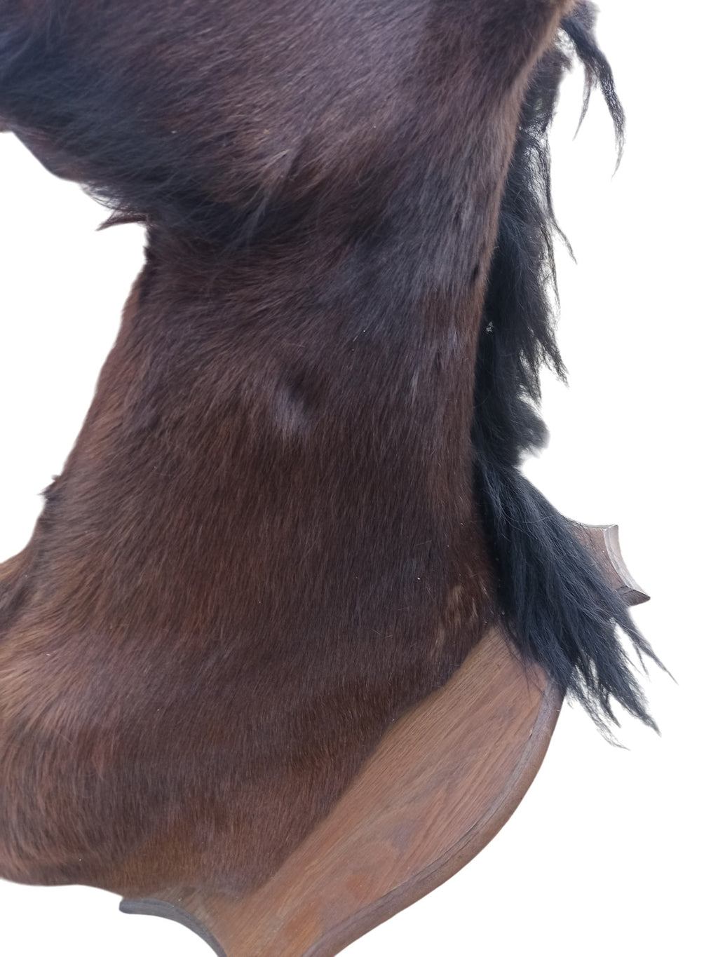 Très rare taxidermie Cabinet de curiosité grande tête trophée Cheval 1 mètre