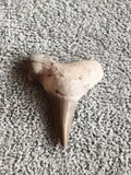Fossile dent de requin triangulaire aspect beige brun pale