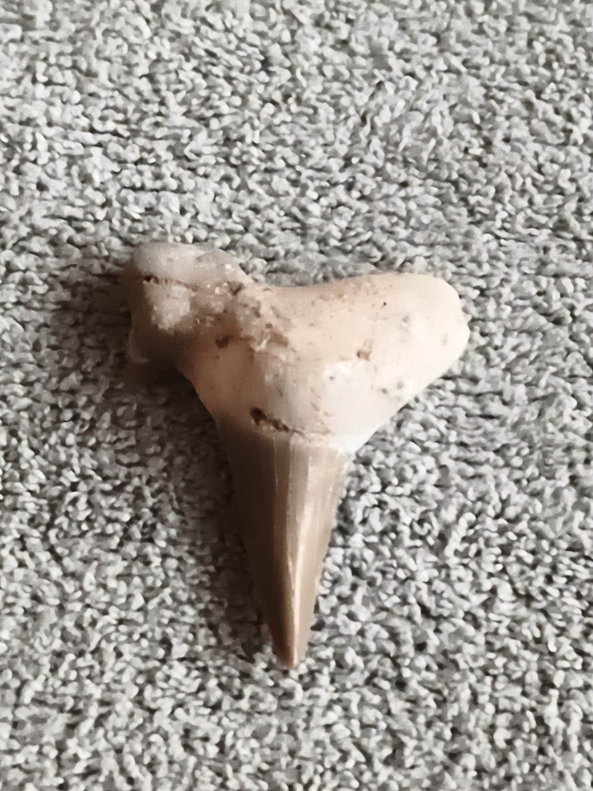 Fossile dent de requin triangulaire aspect beige brun pale