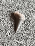Fossile dent de requin gris beige naturelle paléontologie minéraux