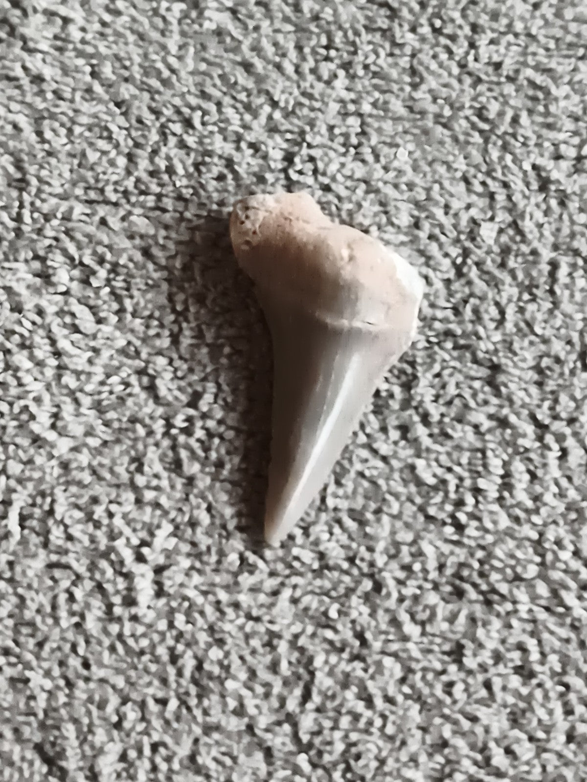 Fossile dent de requin gris beige naturelle paléontologie minéraux