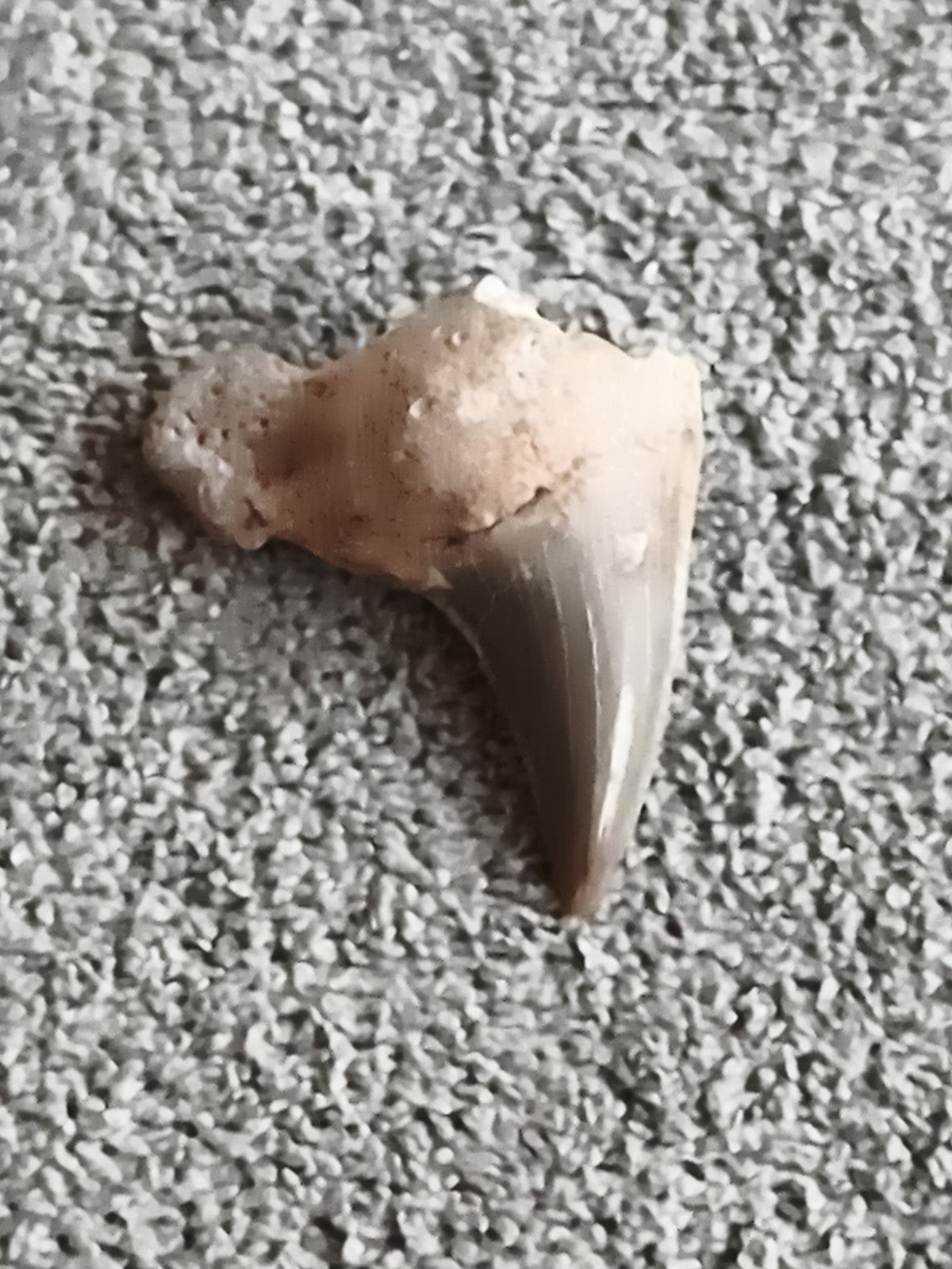 Fossile dent de requin grise conique, aspect minéral, paleontologie
