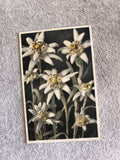 Carte postale Edelweiss photo couleur CPA fleurs montagne