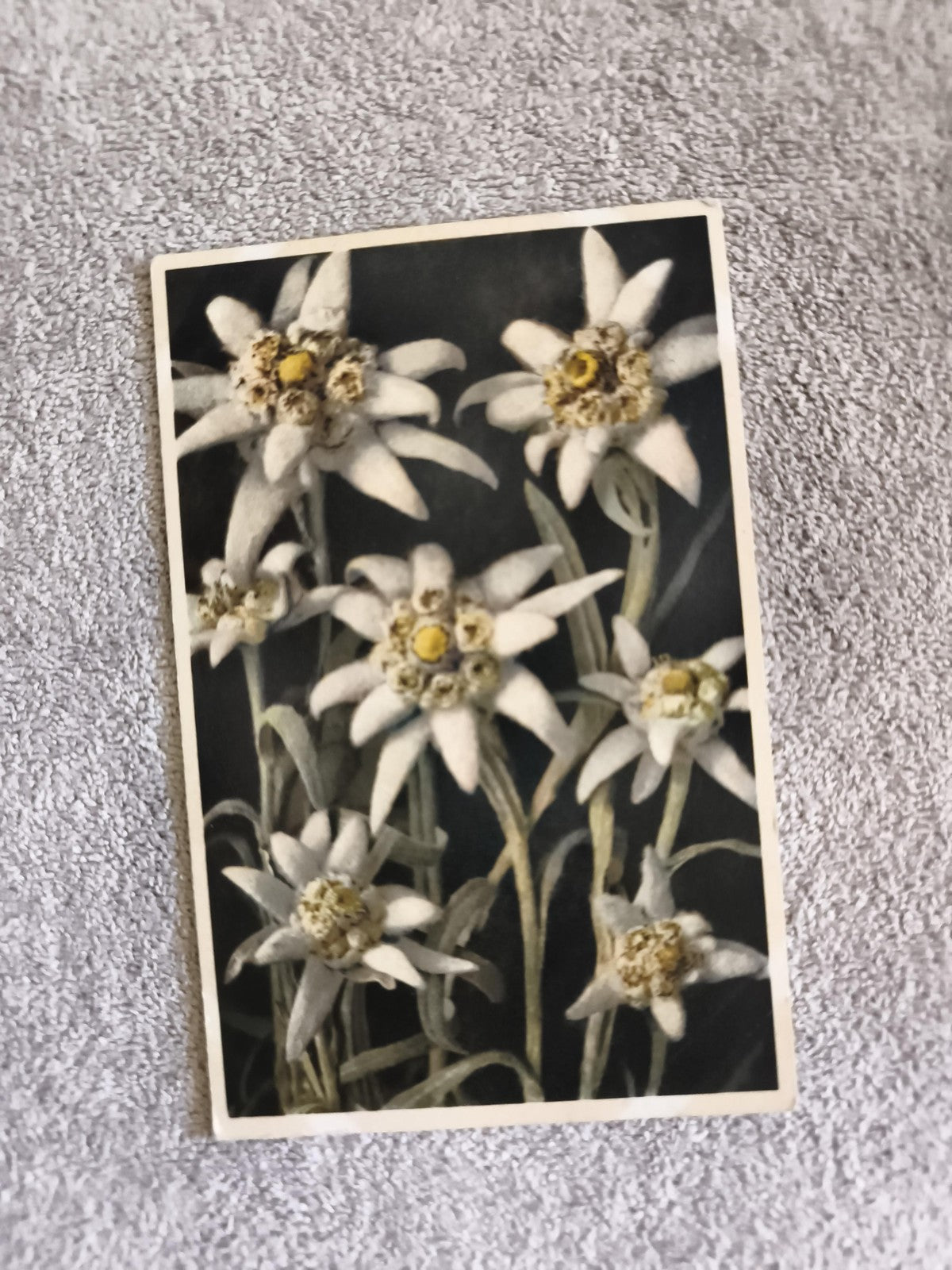 Carte postale Edelweiss photo couleur CPA fleurs montagne