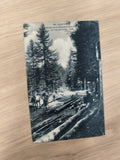 Ancienne carte postale CPA Dauphiné Col de Porte forêt chevaux sapins