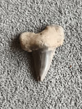 Fossile dent de requin grise aspect minéral paléontologie préhistoire