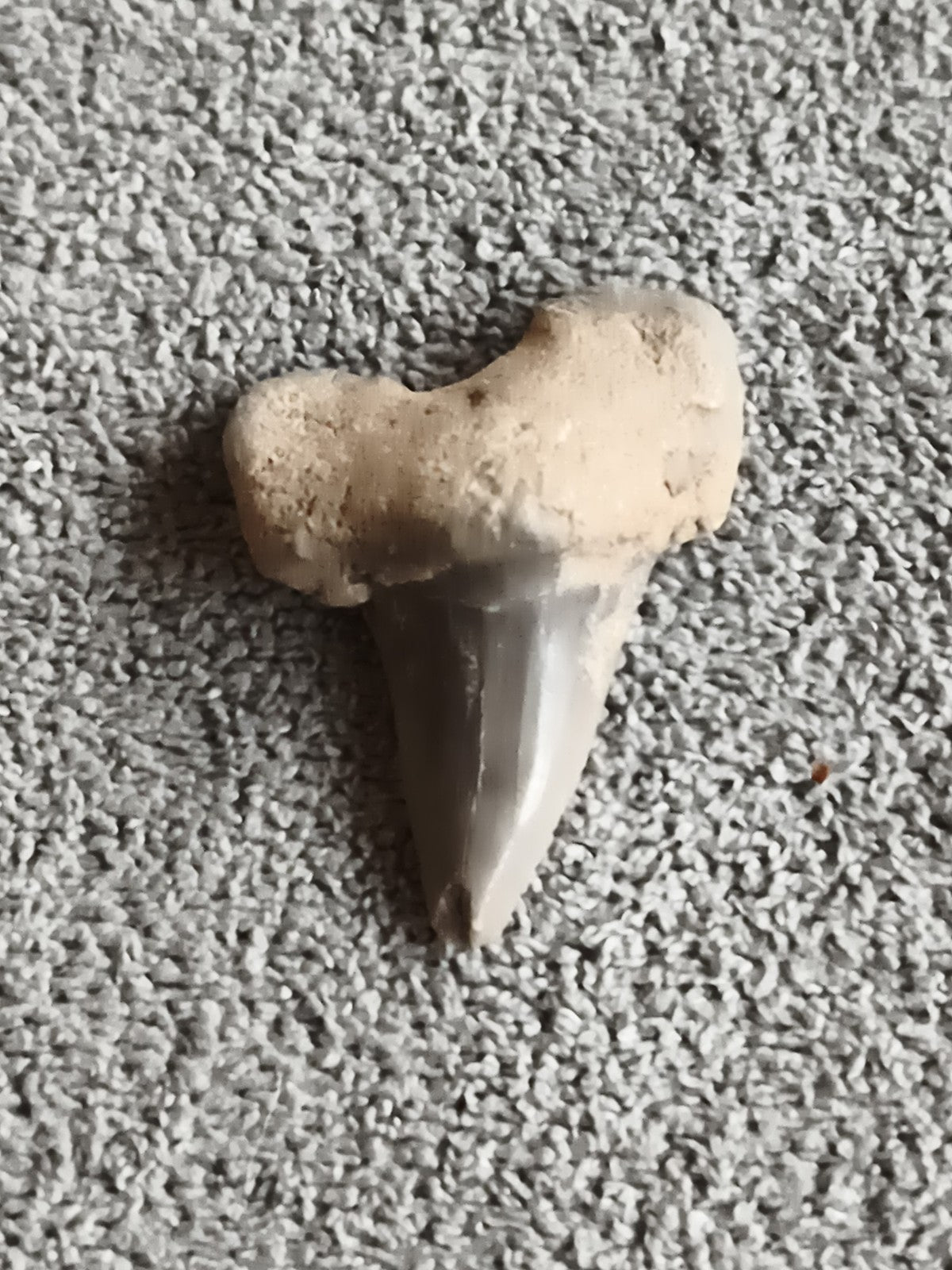 Fossile dent de requin grise aspect minéral paléontologie préhistoire