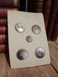 Lot 5 boutons vintage nacré sur carte France ancien bouton