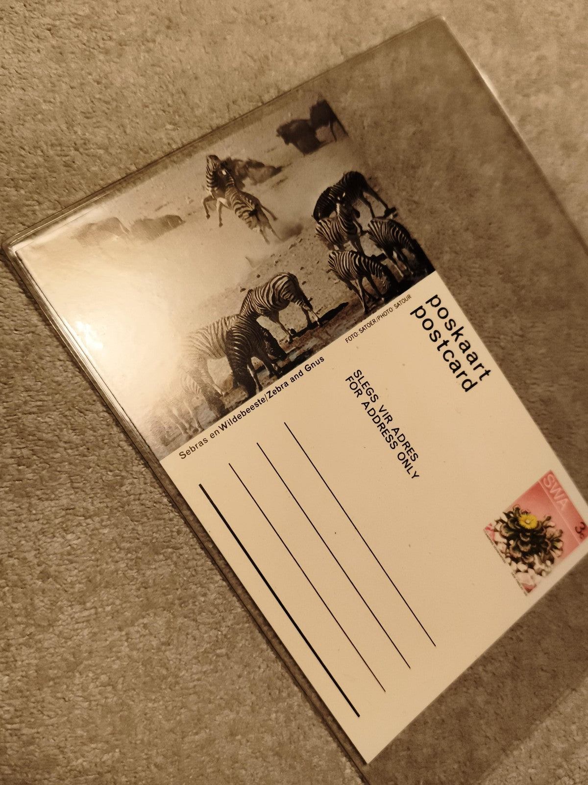 Carte postale animalière zèbres gnous Afrique photo SVI timbre philatélie