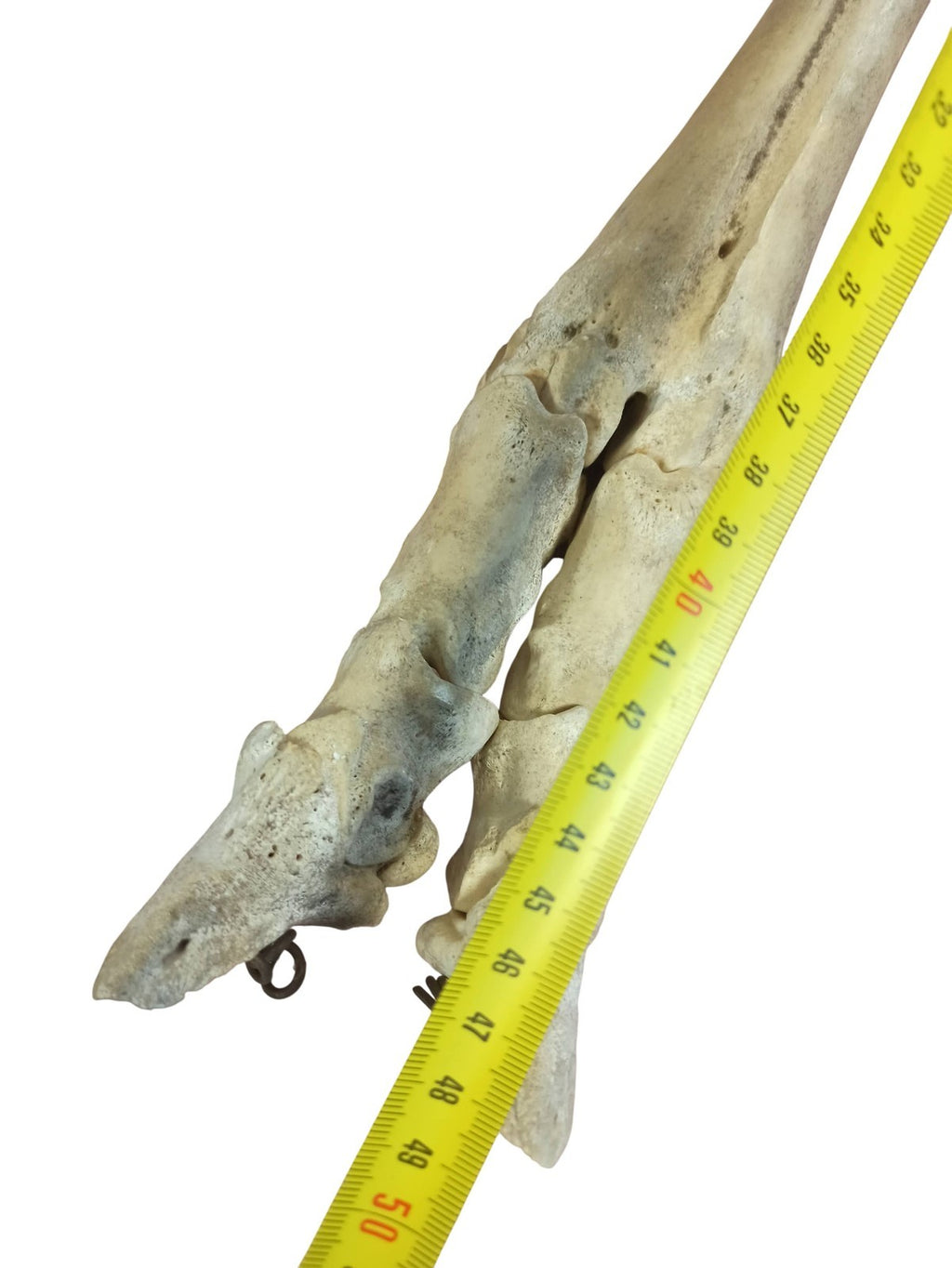 Segment de jambe squelette cheval ancien, os naturel taxidermie vintage curiosit