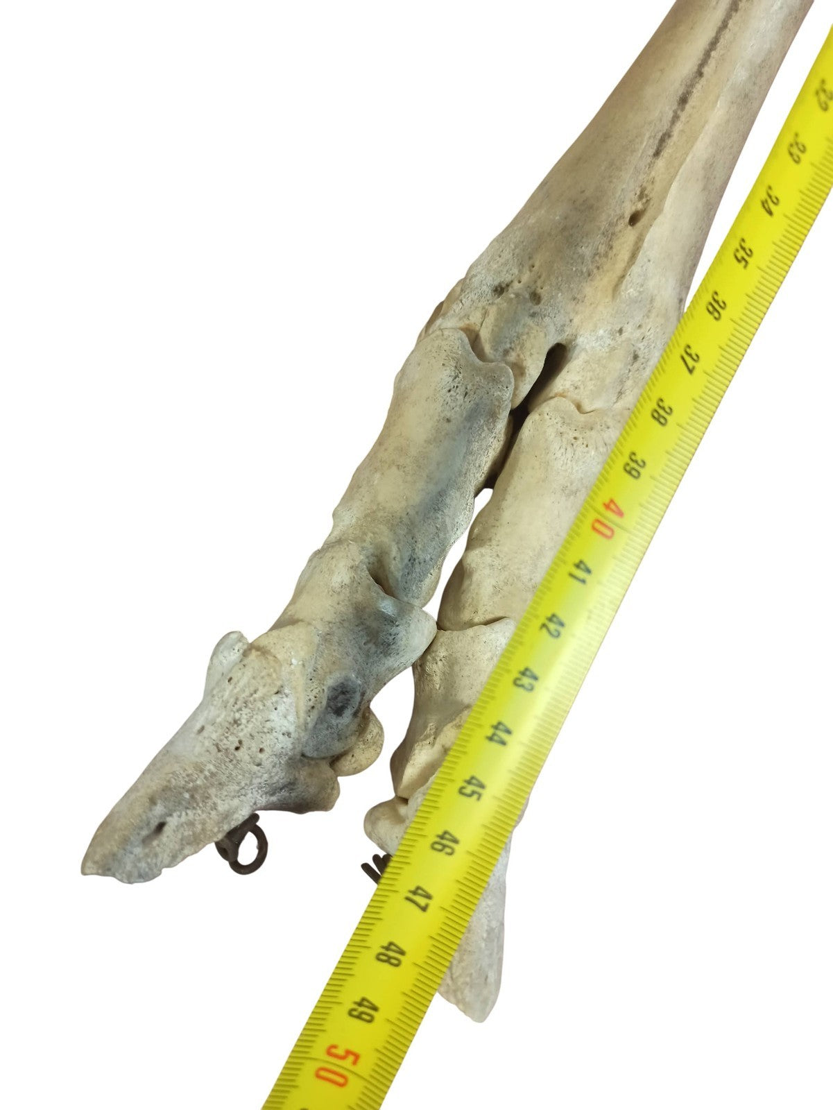 Segment de jambe squelette cheval ancien, os naturel taxidermie vintage curiosit